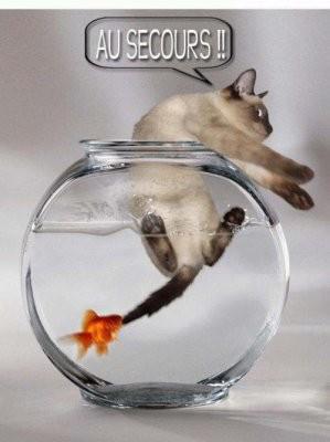 chat-mordu-par-poisson.jpg